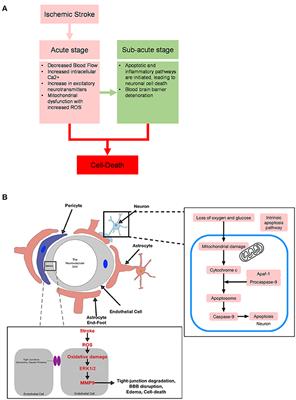 The Next Step in the Treatment of Stroke